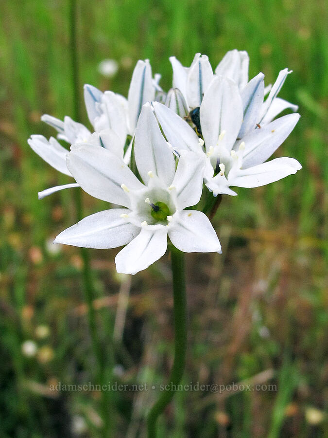 white brodiaea (wild hyacinth) (Triteleia hyacinthina (Brodiaea hyacinthina)) [Hetch Hetchy Reservoir, Yosemite National Park, Tuolumne County, California]