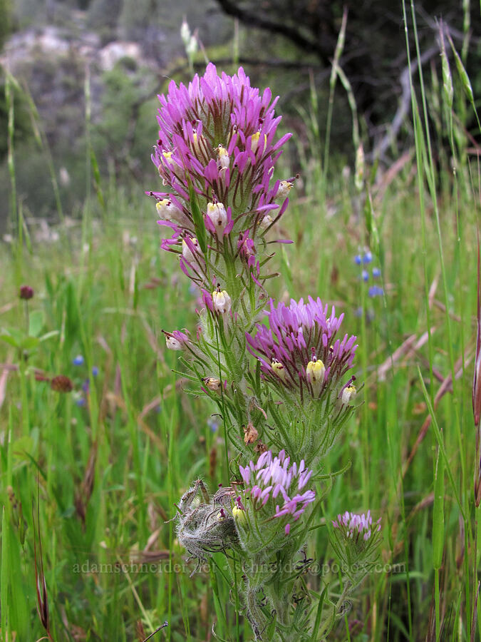 dense-flower owl's-clover (Castilleja densiflora var. densiflora) [Hetch Hetchy Reservoir, Yosemite National Park, Tuolumne County, California]