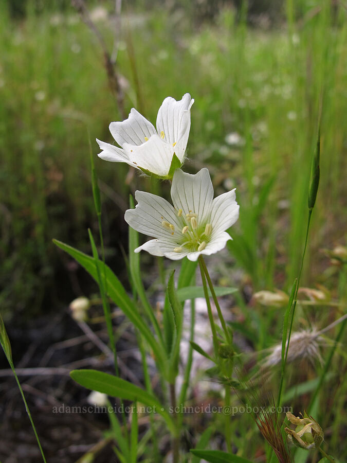white meadow-foam (Limnanthes alba) [Hetch Hetchy Reservoir, Yosemite National Park, Tuolumne County, California]