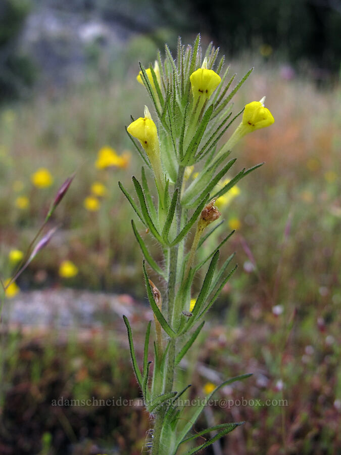 hairy owl's-clover (Castilleja tenuis (Orthocarpus hispidus)) [Hetch Hetchy Reservoir, Yosemite National Park, Tuolumne County, California]