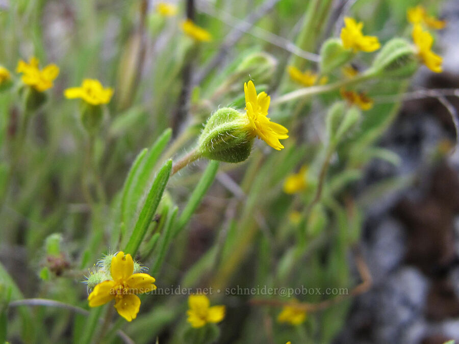 Yosemite tarweed (Jensia yosemitana (Madia yosemitana)) [Hetch Hetchy Reservoir, Yosemite National Park, Tuolumne County, California]