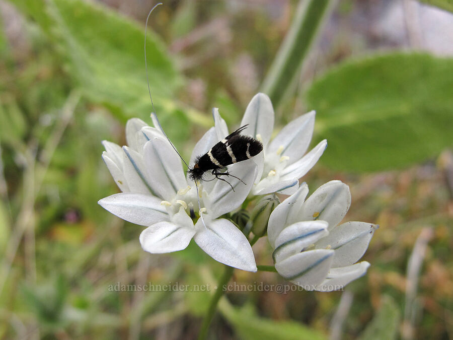 fairy moth on white brodiaea (Triteleia hyacinthina (Brodiaea hyacinthina), Adela sp.) [Hetch Hetchy Reservoir, Yosemite National Park, Tuolumne County, California]