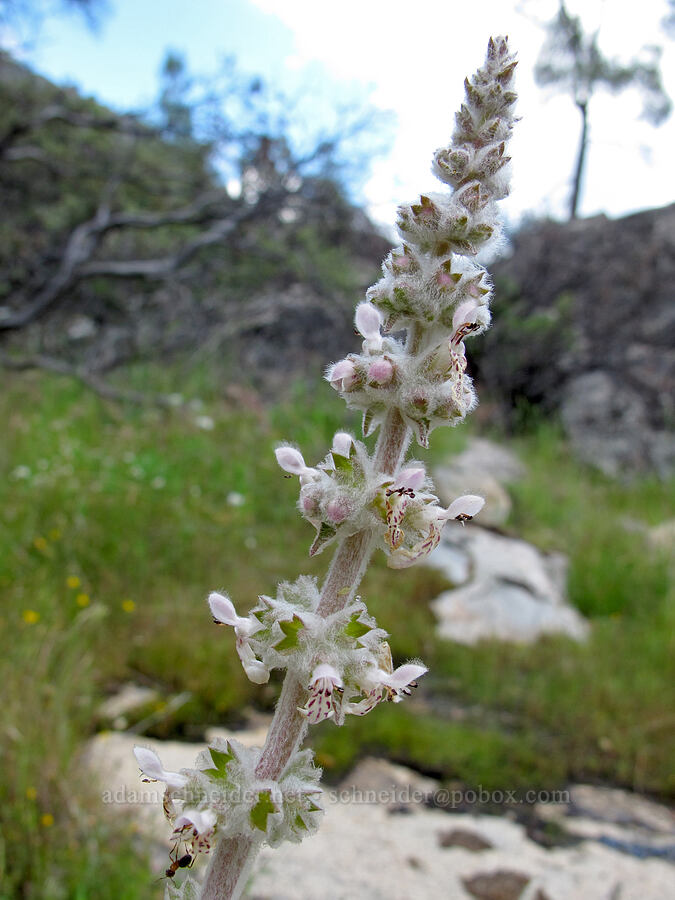 white-stem hedge-nettle (Stachys albens) [Hetch Hetchy Reservoir, Yosemite National Park, Tuolumne County, California]