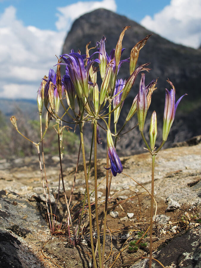 harvest brodiaea (Brodiaea elegans) [Hetch Hetchy Reservoir, Yosemite National Park, Tuolumne County, California]
