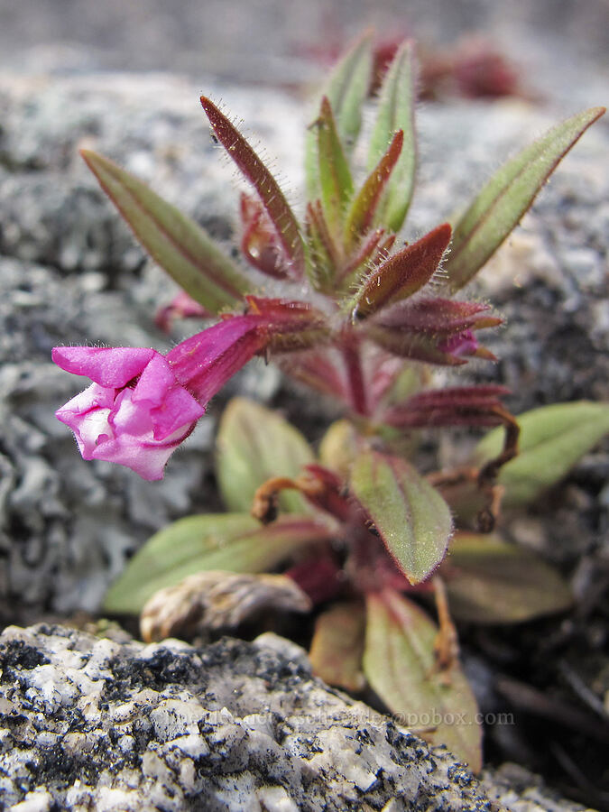 granite-crack monkeyflower (Diplacus graniticola) [Hetch Hetchy Reservoir, Yosemite National Park, Tuolumne County, California]
