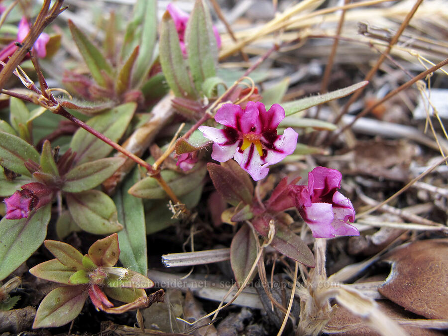 granite-crack monkeyflower (Diplacus graniticola) [Hetch Hetchy Reservoir, Yosemite National Park, Tuolumne County, California]