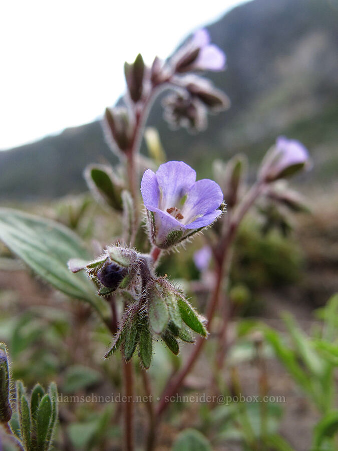 Mariposa phacelia (Phacelia vallicola) [Hetch Hetchy Reservoir, Yosemite National Park, Tuolumne County, California]