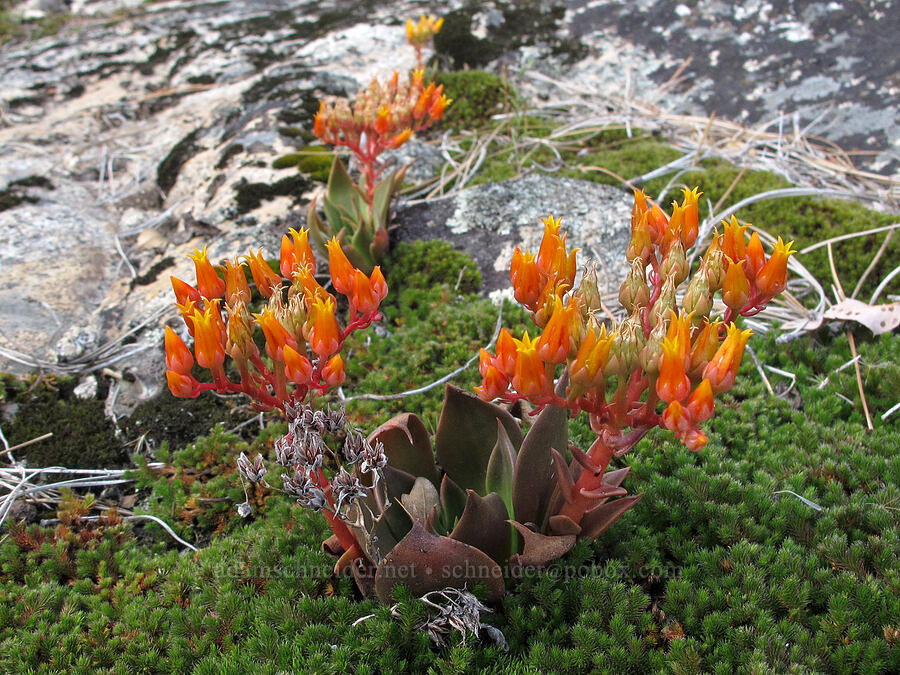 canyon dudleya (rock lettuce) (Dudleya cymosa) [Hetch Hetchy Reservoir, Yosemite National Park, Tuolumne County, California]