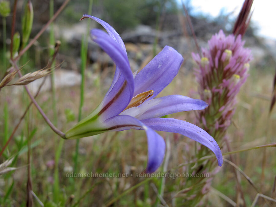 harvest brodiaea & owl's-clover (Brodiaea elegans, Castilleja sp.) [Beehive Meadows Trail, Yosemite National Park, Tuolumne County, California]