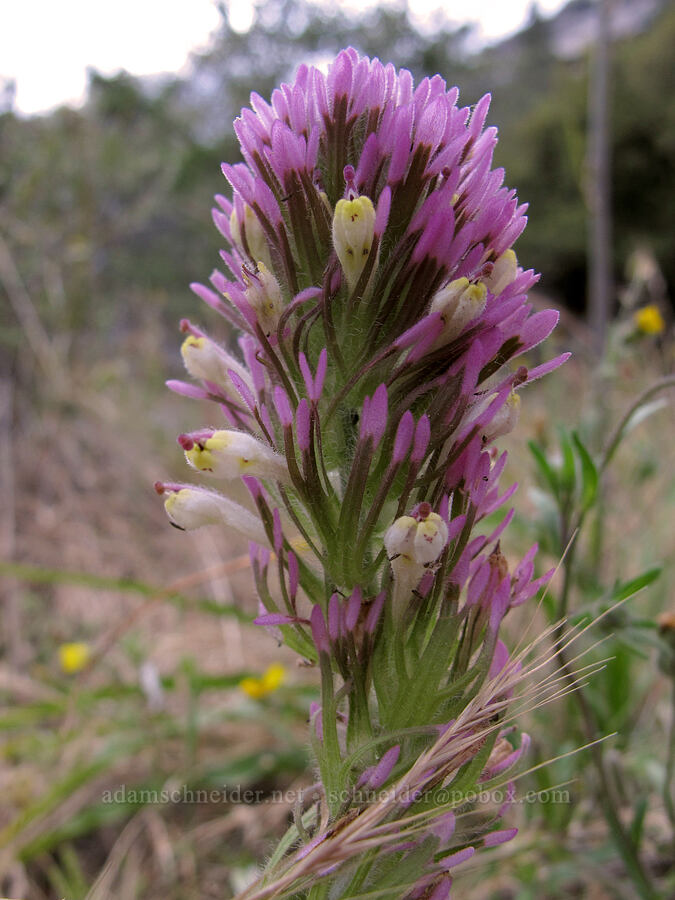 owl's-clover (Castilleja sp.) [Beehive Meadows Trail, Yosemite National Park, Tuolumne County, California]