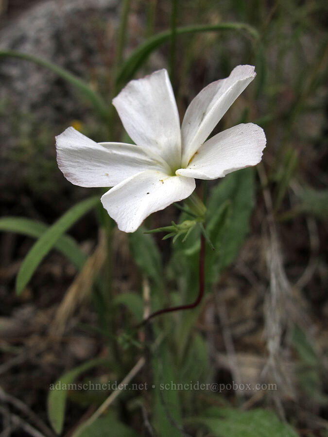 evening-snow (Linanthus dichotomus (Gilia dichotoma)) [Beehive Meadows Trail, Yosemite National Park, Tuolumne County, California]