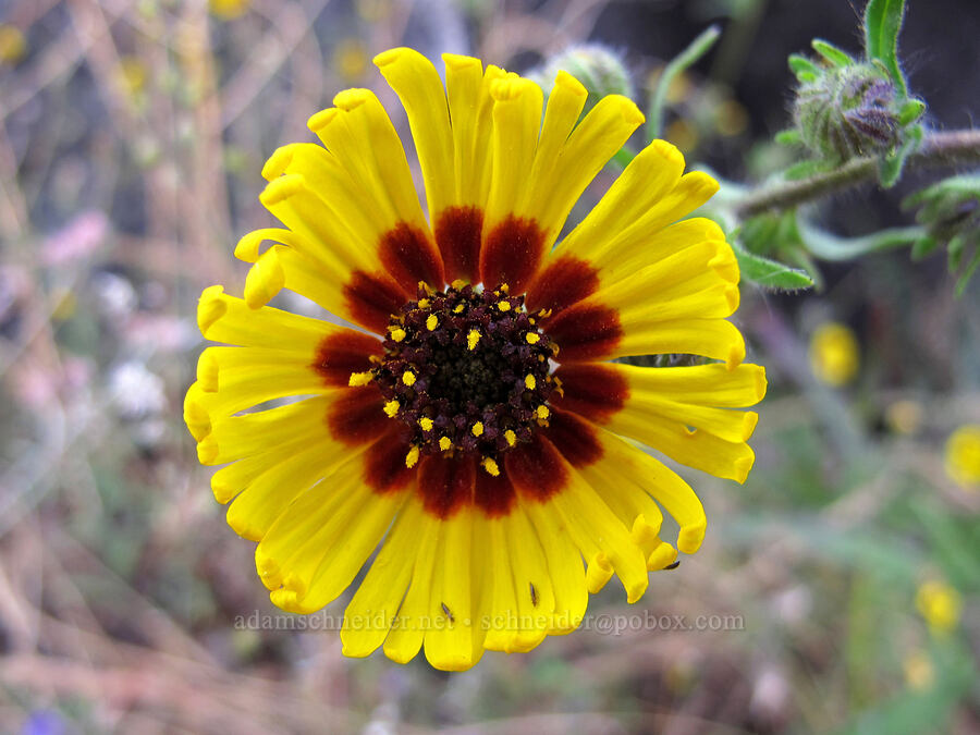 common madia (Madia elegans) [Beehive Meadows Trail, Yosemite National Park, Tuolumne County, California]