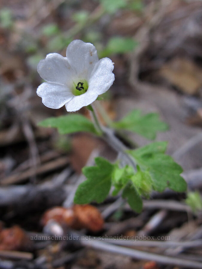 canyon nemophila (small baby-blue-eyes) (Nemophila heterophylla) [Beehive Meadows Trail, Yosemite National Park, Tuolumne County, California]
