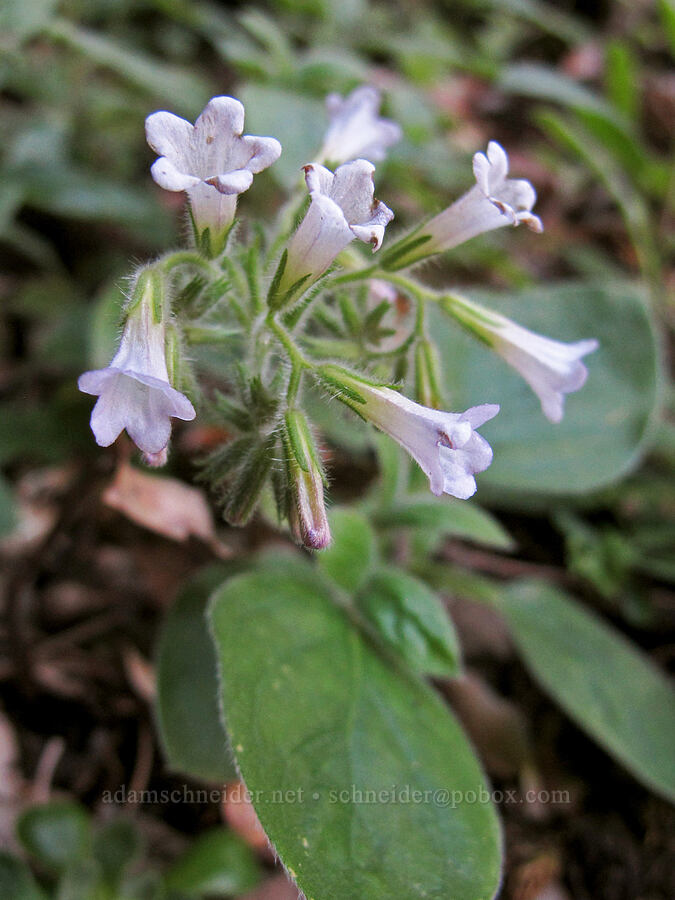 violet draperia (Draperia systyla) [Hetch Hetchy Reservoir, Yosemite National Park, Tuolumne County, California]
