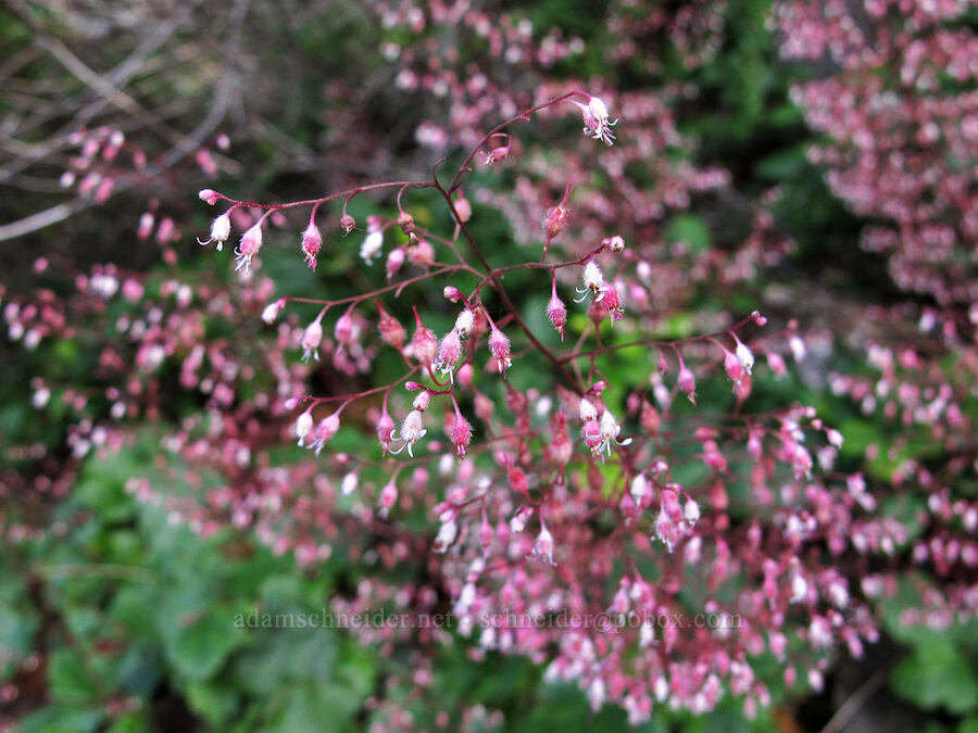 crevice alumroot (Heuchera micrantha) [Hetch Hetchy Reservoir, Yosemite National Park, Tuolumne County, California]
