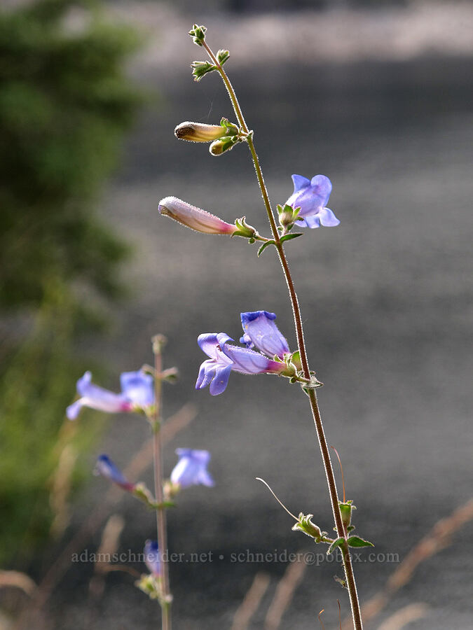 mountain blue penstemon (Penstemon laetus) [Hetch Hetchy Reservoir, Yosemite National Park, Tuolumne County, California]