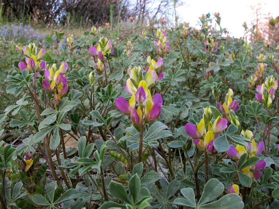 harlequin lupine (Lupinus stiversii) [Mather Road, Stanislaus National Forest, Tuolumne County, California]
