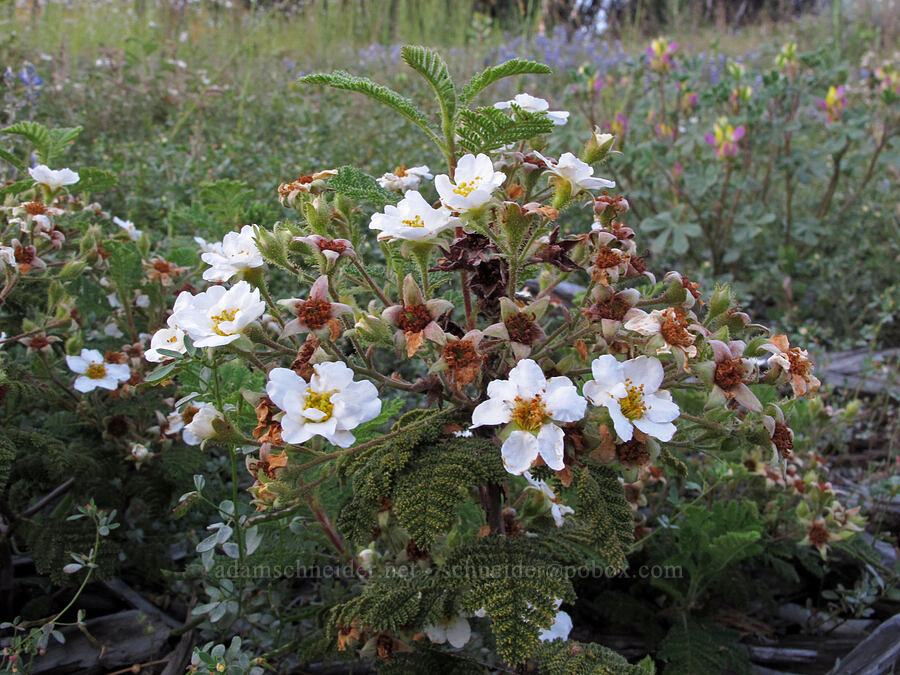 mountain misery (Chamaebatia foliolosa) [Mather Road, Stanislaus National Forest, Tuolumne County, California]