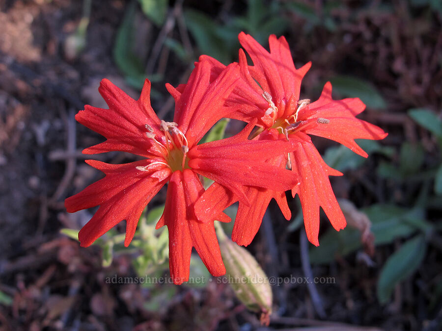 cardinal catchfly (Silene laciniata ssp. californica) [Mather Road, Stanislaus National Forest, Tuolumne County, California]