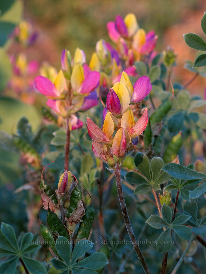 harlequin lupine (Lupinus stiversii) [Mather Road, Stanislaus National Forest, Tuolumne County, California]
