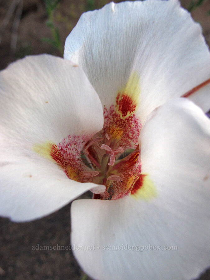 yellow mariposa lily (Calochortus superbus) [Cherry Lake Road, Stanislaus National Forest, Tuolumne County, California]