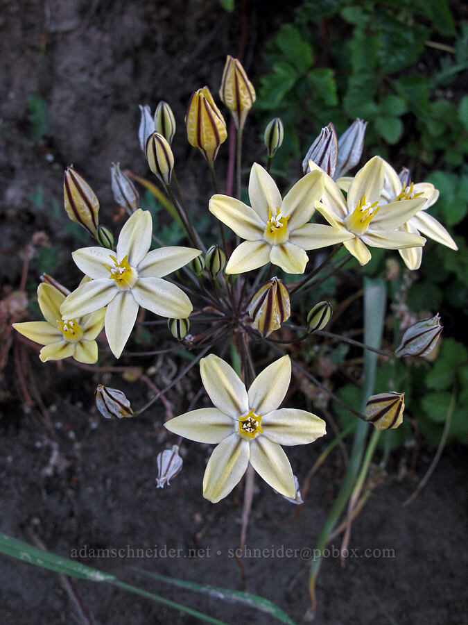 foothills pretty face (Triteleia ixioides ssp. scabra) [Cherry Lake Road, Stanislaus National Forest, Tuolumne County, California]