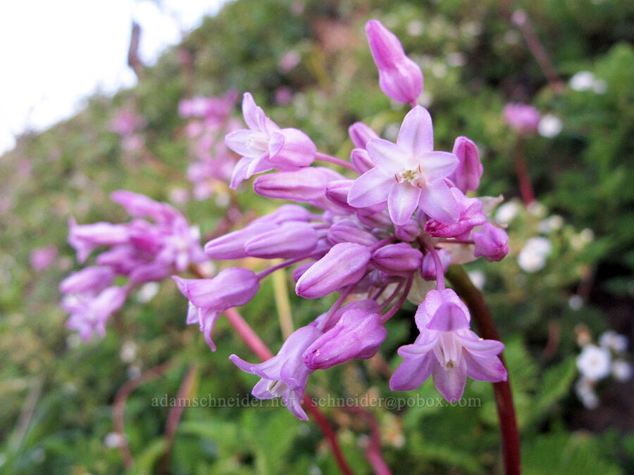 twining snake-lily (twining brodiaea) (Dichelostemma volubile (Brodiaea volubilis)) [Cherry Lake Road, Stanislaus National Forest, Tuolumne County, California]