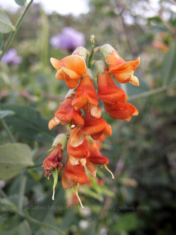 sulphur pea (Lathyrus sulphureus) [Cherry Lake Road, Stanislaus National Forest, Tuolumne County, California]