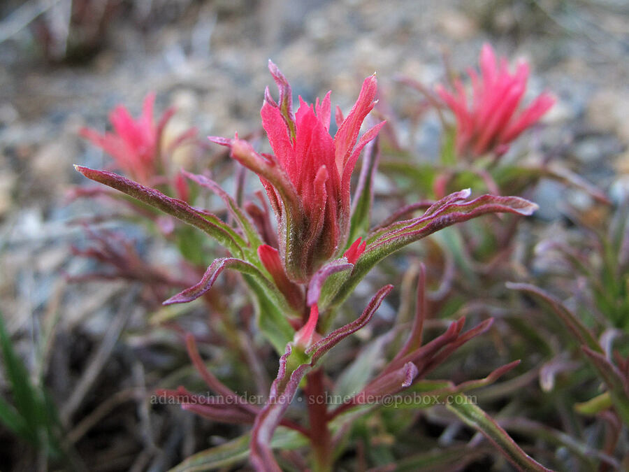 mystery paintbrush (Castilleja sp.) [Minaret Vista, Inyo National Forest, Madera County, California]