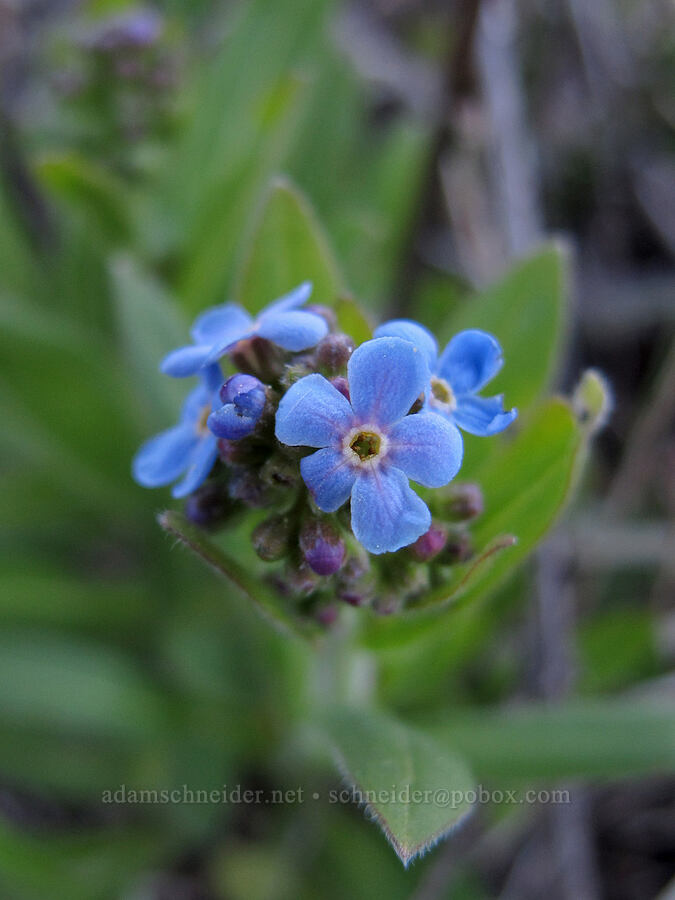 stickseed (Hackelia sp.) [Minaret Vista, Inyo National Forest, Madera County, California]