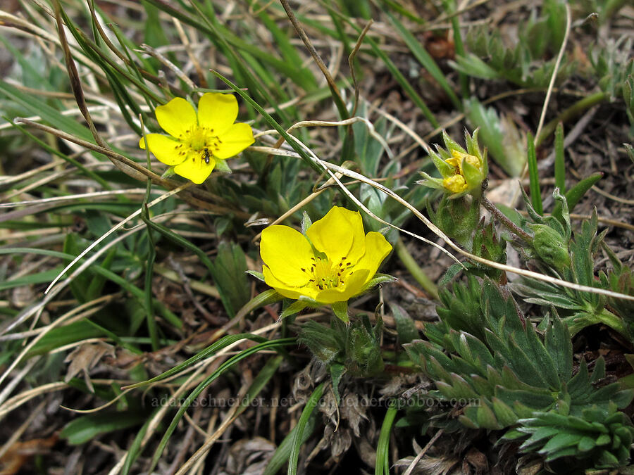 Drummond's cinquefoil (Potentilla drummondii) [Little Lakes Valley Trail, John Muir Wilderness, Inyo County, California]