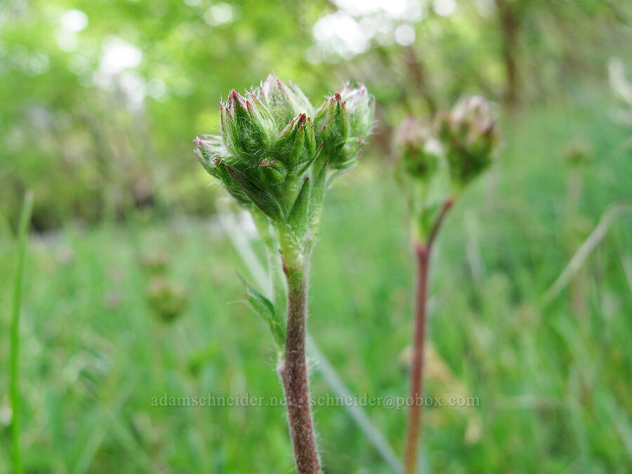 slender cinquefoil, budding (Potentilla gracilis) [Lower Rock Creek Trail, Inyo National Forest, Mono County, California]