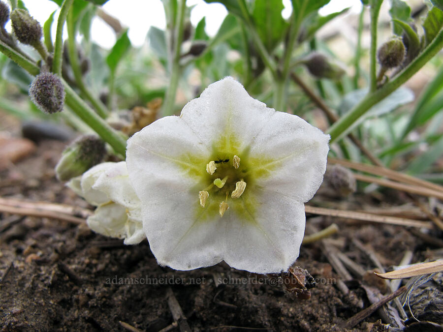 dwarf chamaesaracha (Leucophysalis nana (Chamaesaracha nana)) [Lower Rock Creek Trail, Inyo National Forest, Mono County, California]