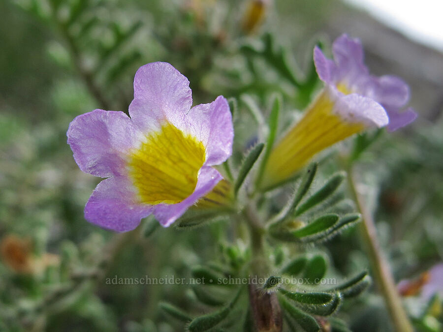 two-color phacelia (Phacelia bicolor) [McGee Creek Trail, Inyo National Forest, Mono County, California]