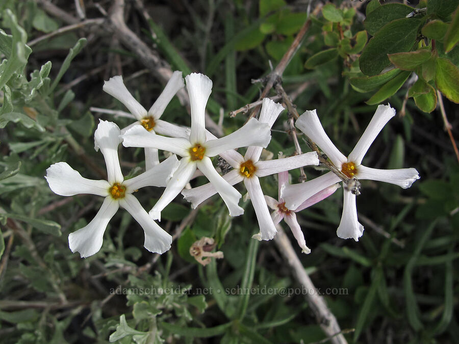 cold desert phlox (Phlox stansburyi) [McGee Creek Trail, Inyo National Forest, Mono County, California]