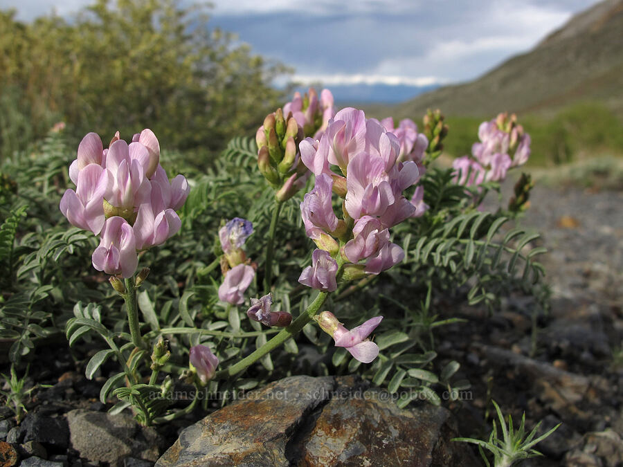 balloon-pod milk-vetch (Astragalus whitneyi var. whitneyi) [McGee Creek Trail, Inyo National Forest, Mono County, California]