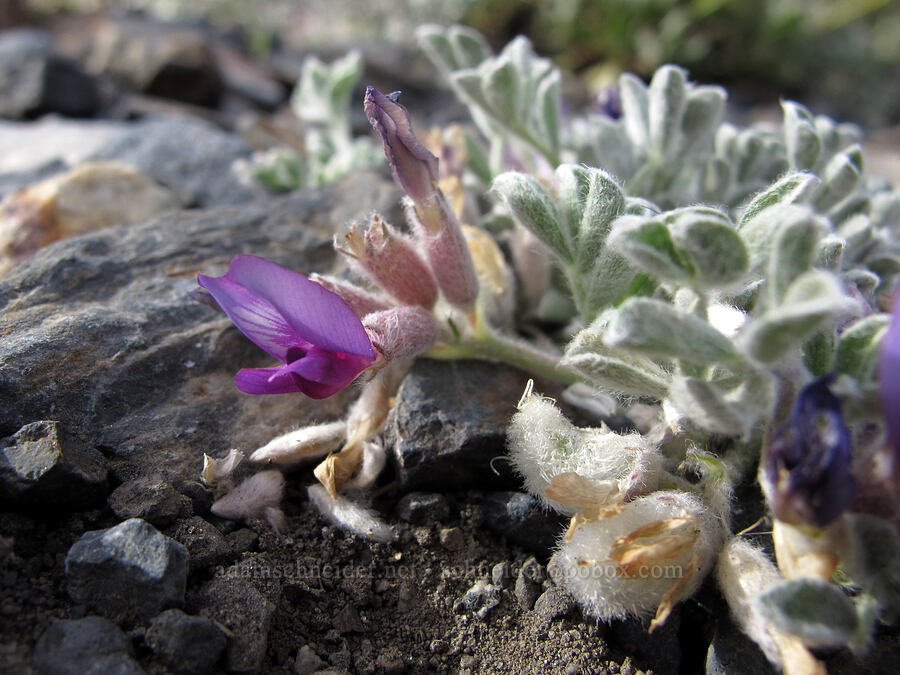 woolly-pod milk-vetch (Astragalus purshii) [McGee Creek Trail, Inyo National Forest, Mono County, California]