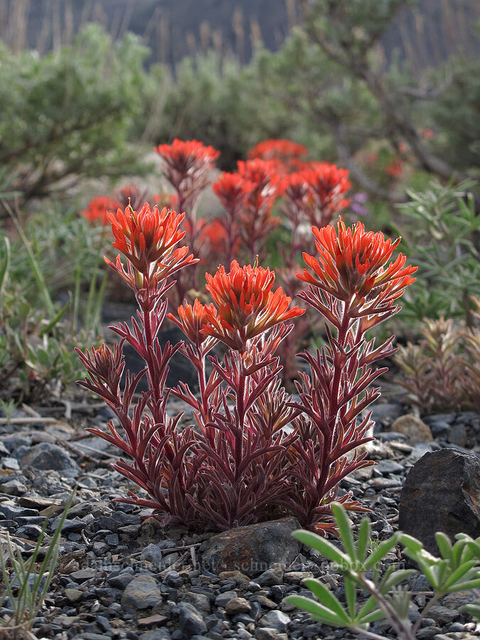 desert paintbrush (Castilleja chromosa (Castilleja angustifolia)) [McGee Creek Trail, Inyo National Forest, Mono County, California]