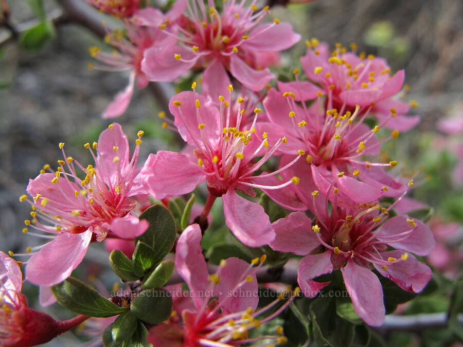 desert peach (Prunus andersonii) [McGee Creek Trail, Inyo National Forest, Mono County, California]