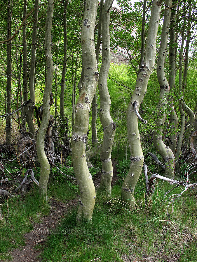 quaking aspen (Populus tremuloides) [McGee Creek Trail, Inyo National Forest, Mono County, California]