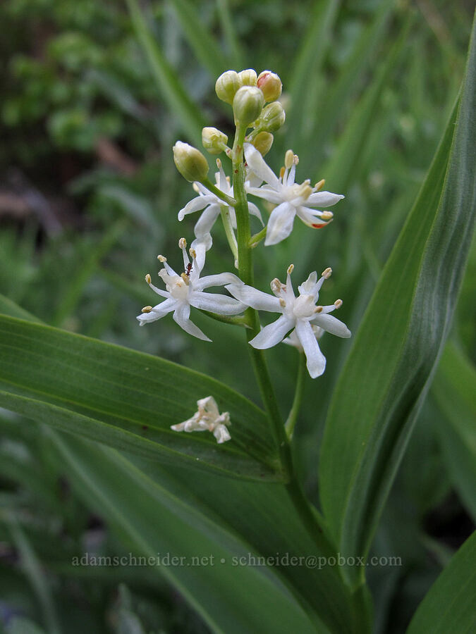 false solomon's seal (Maianthemum stellatum (Smilacina stellata)) [McGee Creek Trail, Inyo National Forest, Mono County, California]