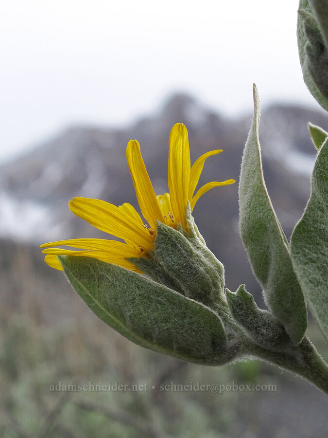 woolly mule's-ears (Wyethia mollis) [McGee Creek Trail, Inyo National Forest, Mono County, California]