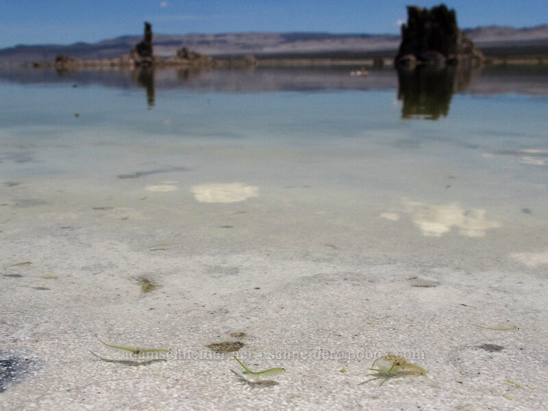 brine shrimp & exposed tufa (Artemia monica) [South Tufa Area, Mono Basin National Forest Scenic Area, Mono County, California]