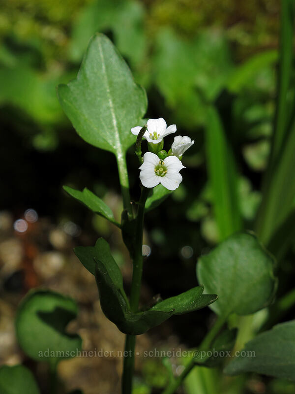 bitter-cress (Cardamine breweri) [Barney Lake Trail, Toiyabe National Forest, Mono County, California]