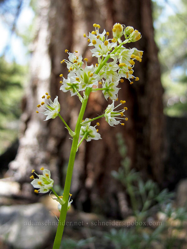 panicled death-camas (Toxicoscordion paniculatum (Zigadenus paniculatus)) [Barney Lake Trail, Hoover Wilderness, Mono County, California]