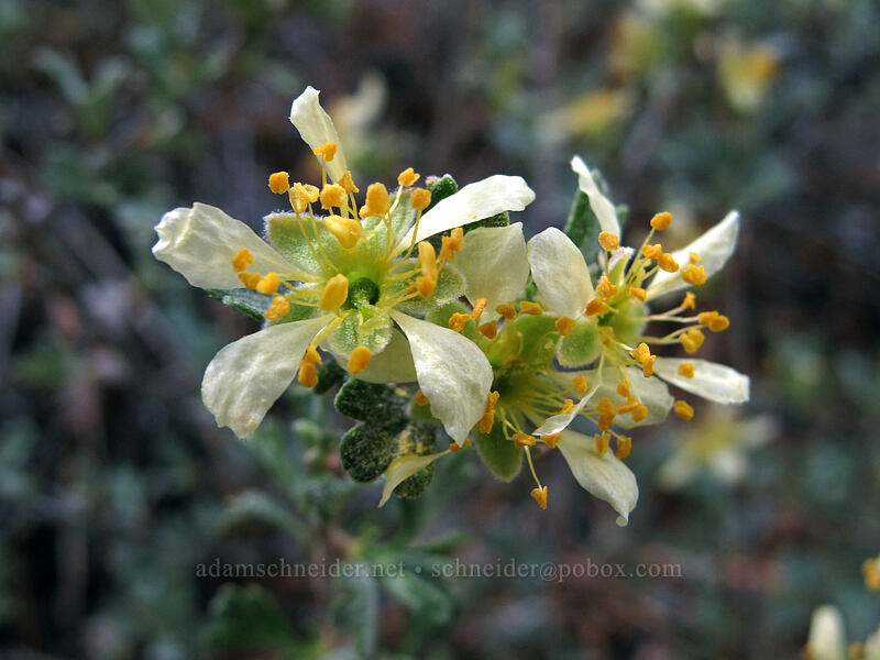 antelope bitter-brush [Barney Lake Trail, Hoover Wilderness, Mono County, California]