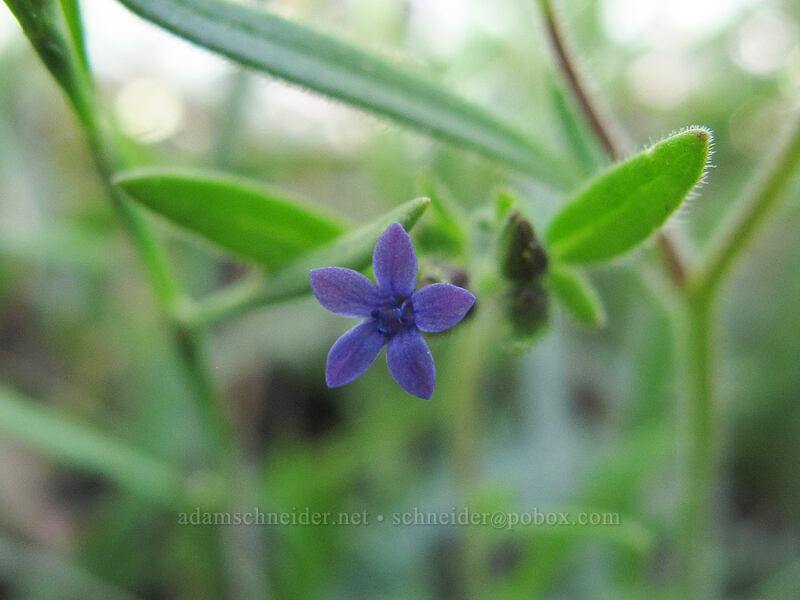 dense false gilia (Allophyllum gilioides ssp. violaceum (Gilia violacea)) [Barney Lake Trail, Hoover Wilderness, Mono County, California]