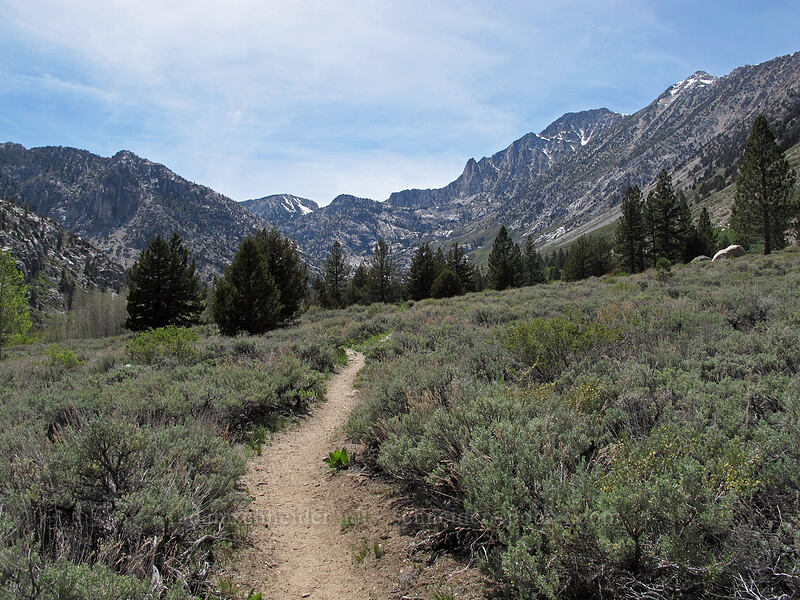 Robinson Creek Valley & Hunewill Peak [Barney Lake Trail, Hoover Wilderness, Mono County, California]