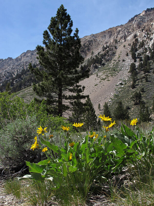 arrow-leaved balsamroot (Balsamorhiza sagittata) [Barney Lake Trail, Hoover Wilderness, Mono County, California]