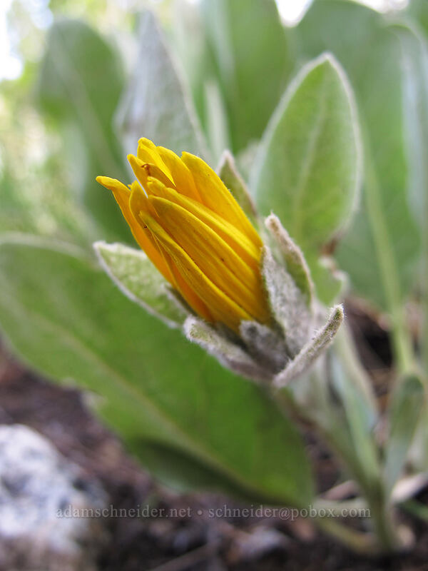 woolly mule's-ears (Wyethia mollis) [Barney Lake Trail, Hoover Wilderness, Mono County, California]